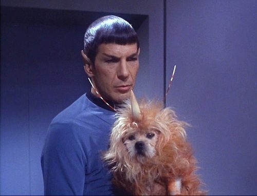 When Star Trek made an exotic animal by putting a cone on a dog