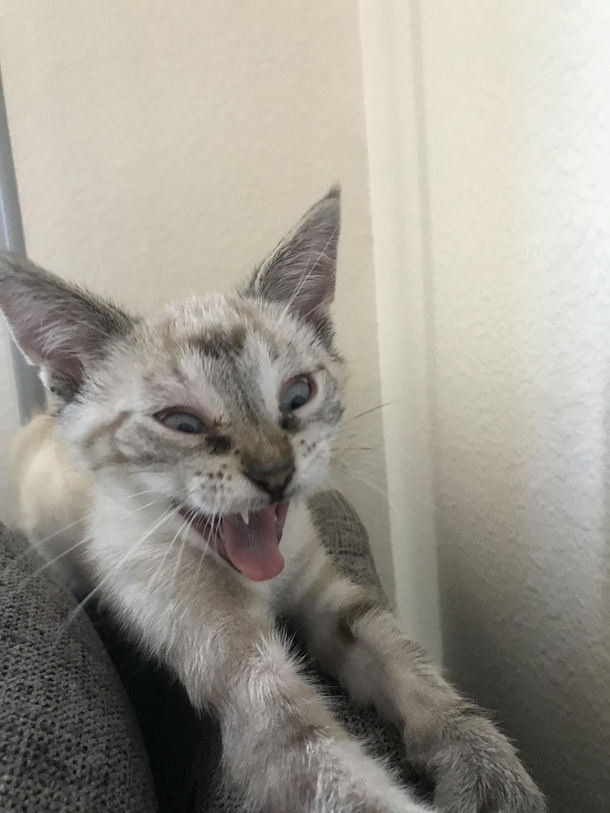 When the catnip is pure