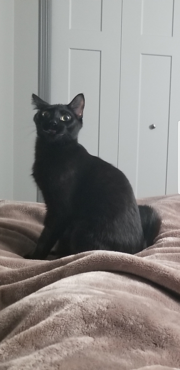 When the catnip kicks in