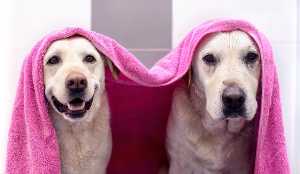 When the gf insists on a couples spa day