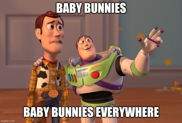 When the pet store is  certain that the two rabbits you are purchasing are the same gender