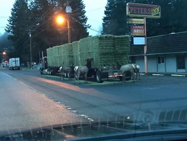 When the trucker goes to sleep the elk come out