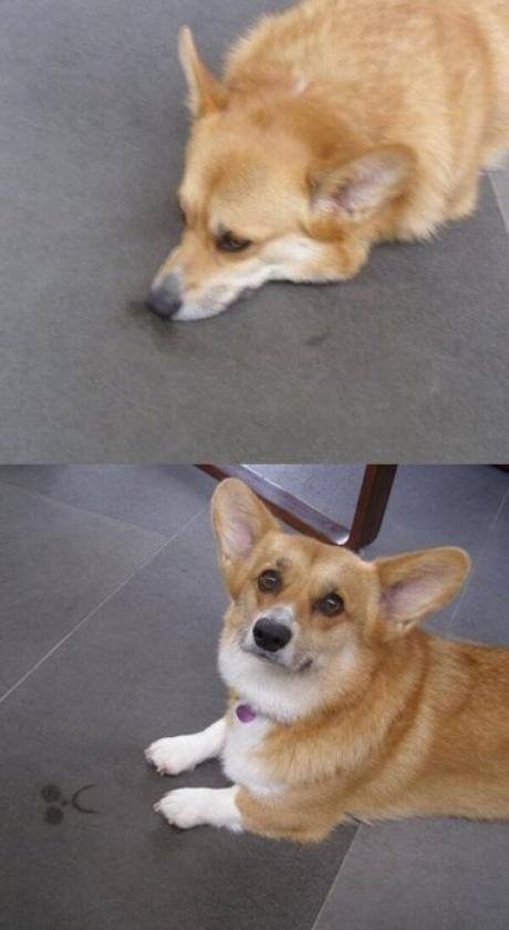 When this little corgi is sad so is the floor 
