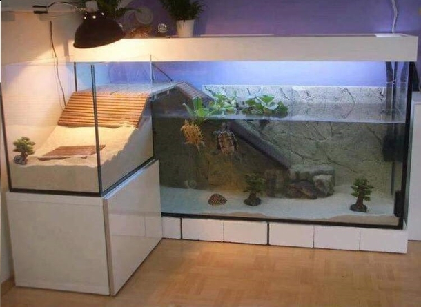 When Turtles have a better apartment than you do