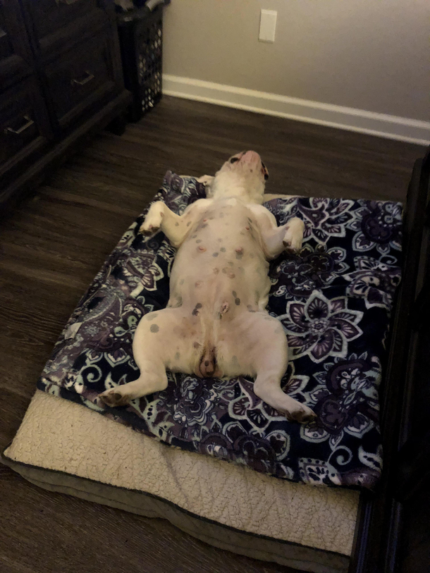 When we first got her and saw her like this we thought she was broken Nope she just sleeps like this