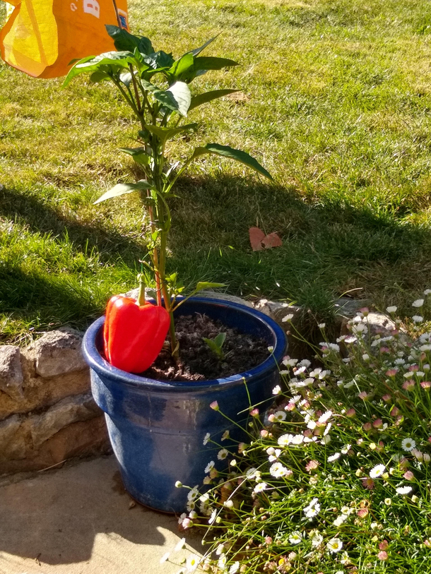 When we went on holiday I asked my grandparents to look after my pepper plant This is what I came back to