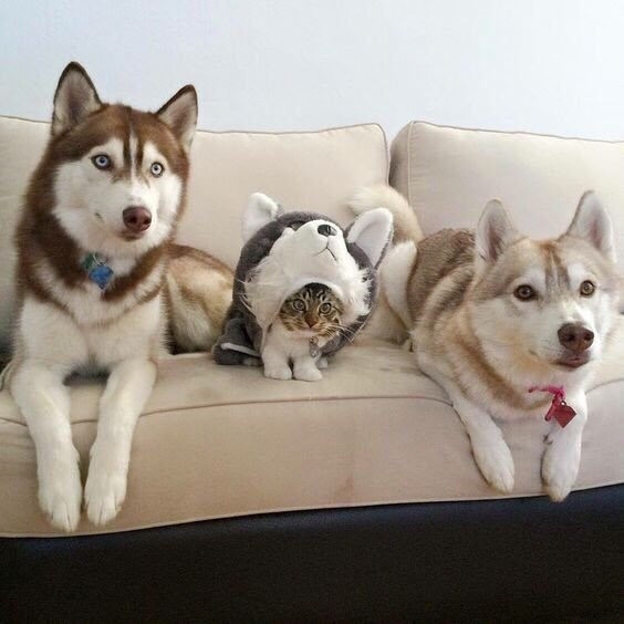 When you are so deep undercover you forget who you are