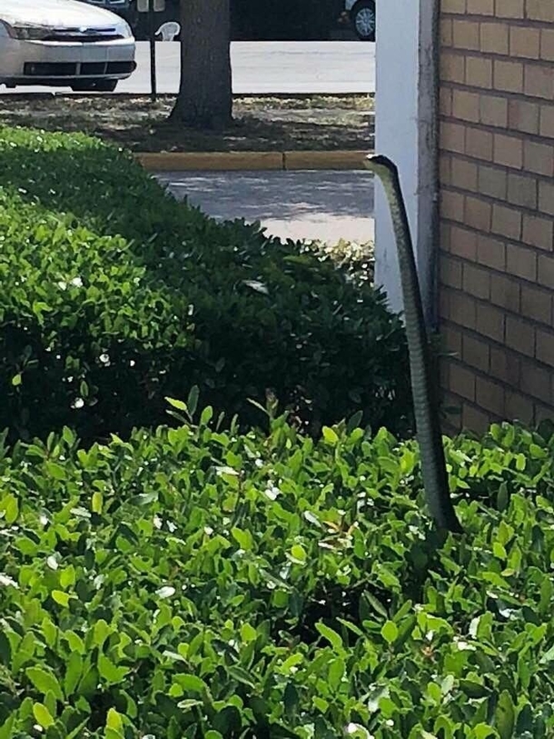 When you call out sick and think you see your manager