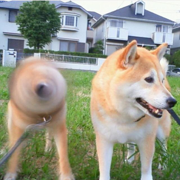 When you enter Maximum Borkdrive