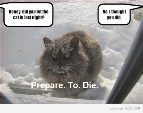 When you forget your pet outside during winter
