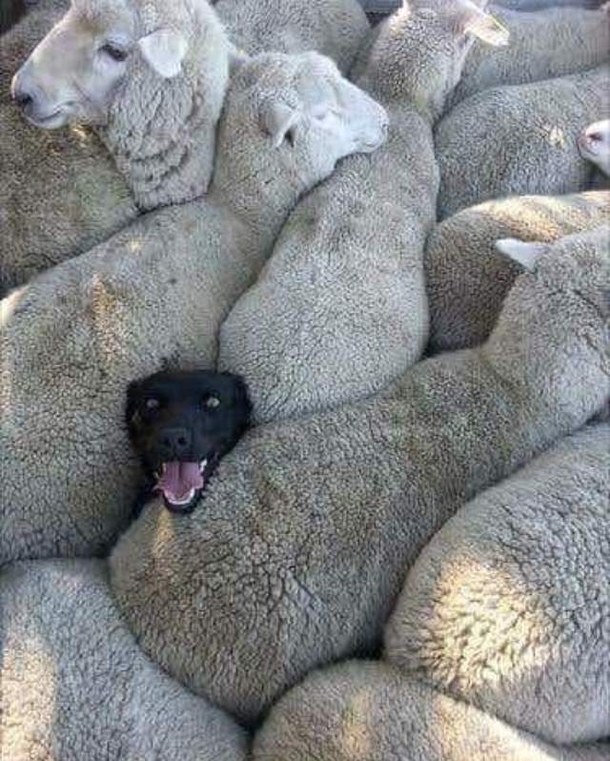 When you lied on your resume about having previous sheepdog experience