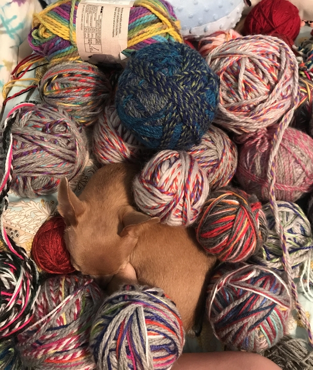 When you love your mama so much you cuddle in the yarn balls just to be close
