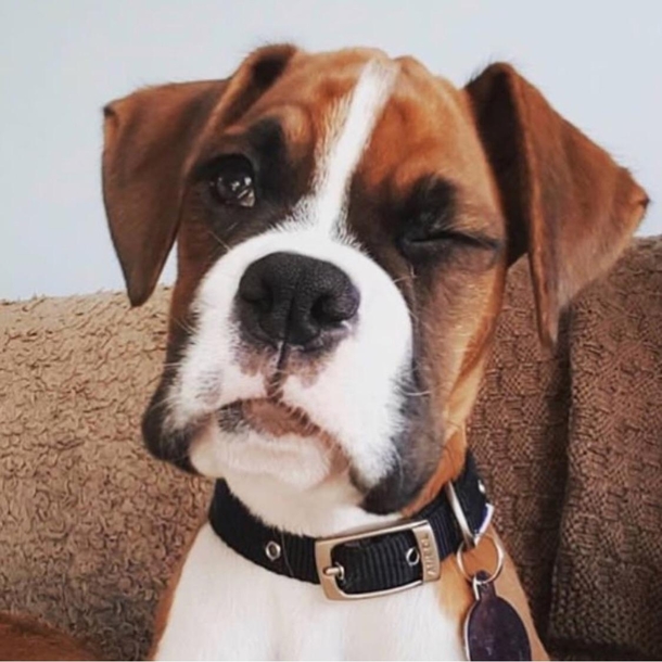 When you promise your wife youll only give your pup one treat