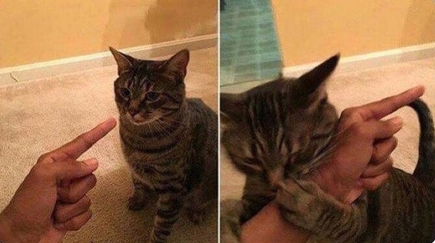 When you try to discipline your cat
