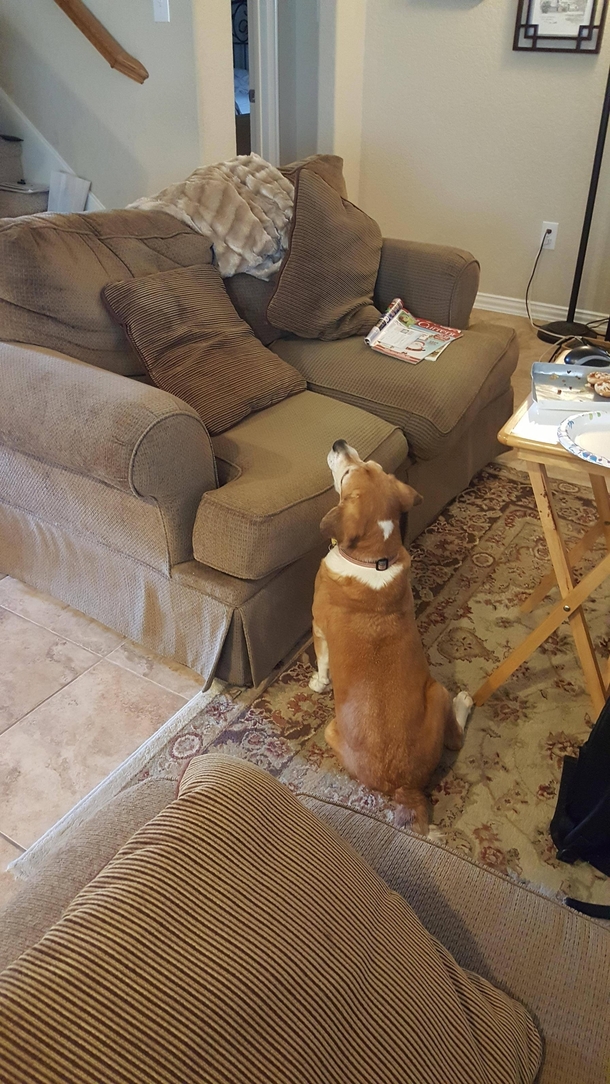 When your blind dog begs for food