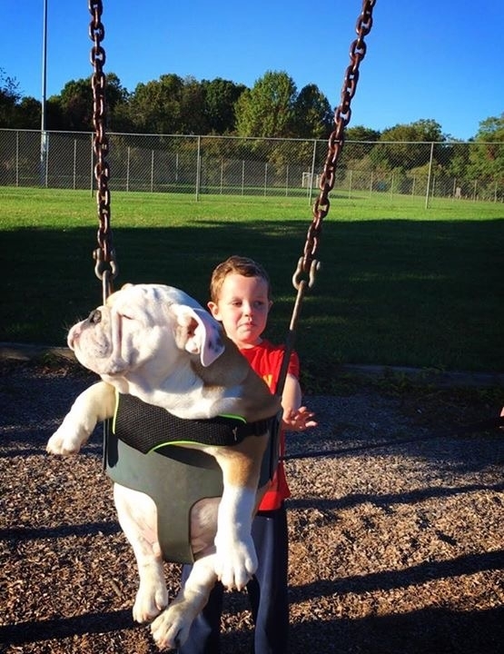 When your bulldog likes the people park more than the dog park x