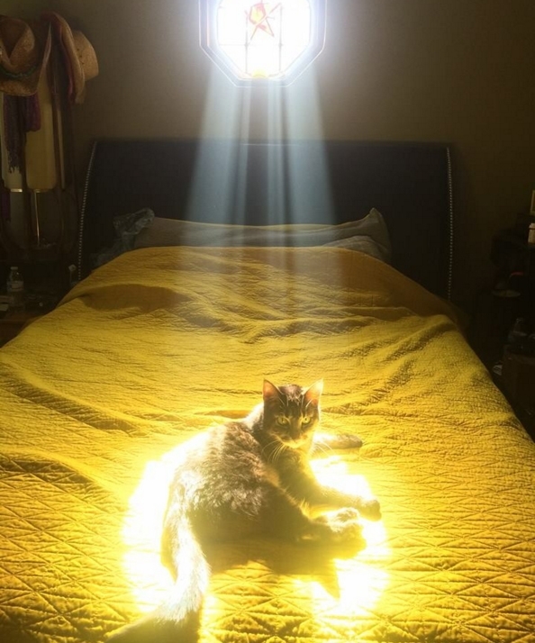 When your cat has a sidequest for you to do