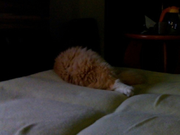 When your cat is a chicken leg