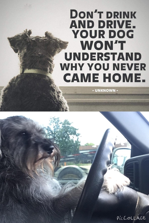 When your dog gots your back