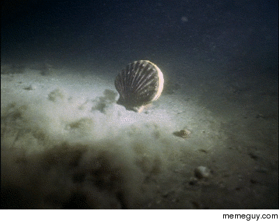 When youre feeling down remember how scallops swim fucking hilarious