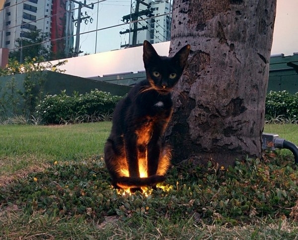 When youre walking in the park and an animal has a side quest for you