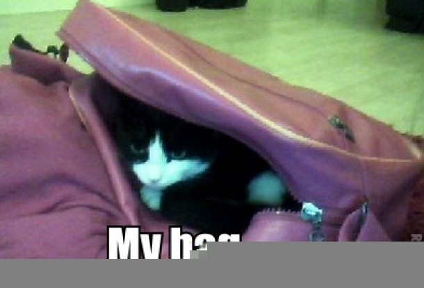 Whenever I try and get to my bag this little devil is there