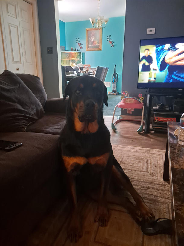 Whenever we watch a movie he stares at us
