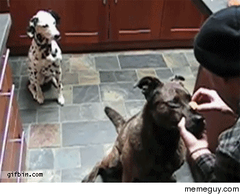 Where did my treat go