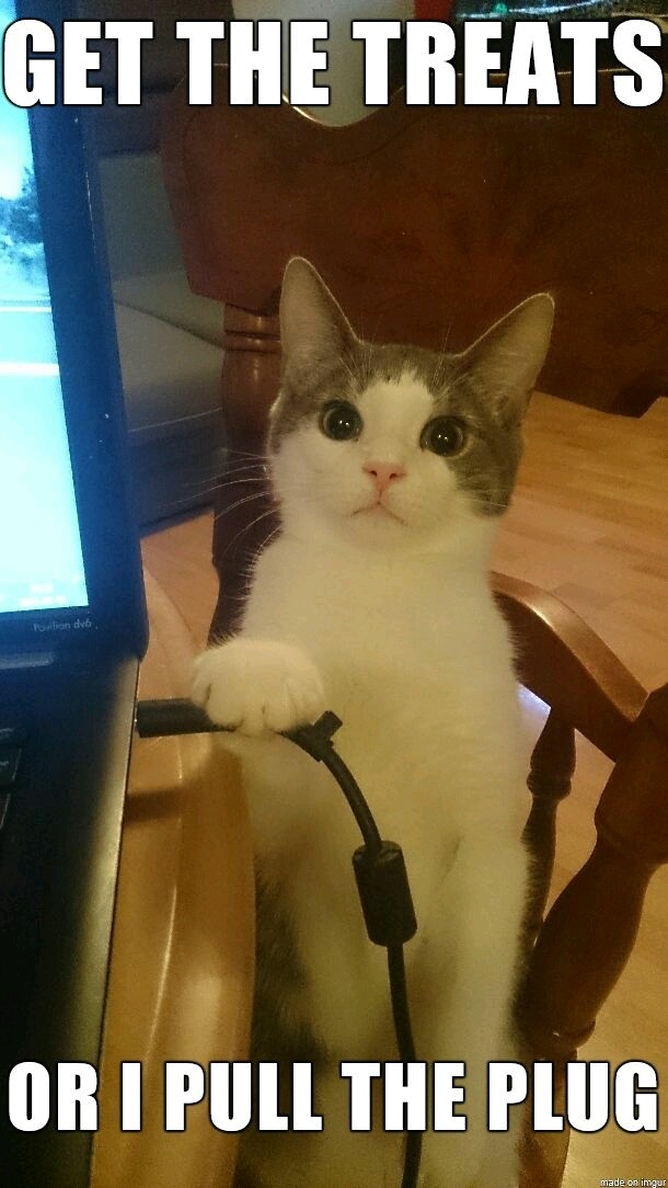 where is my treat