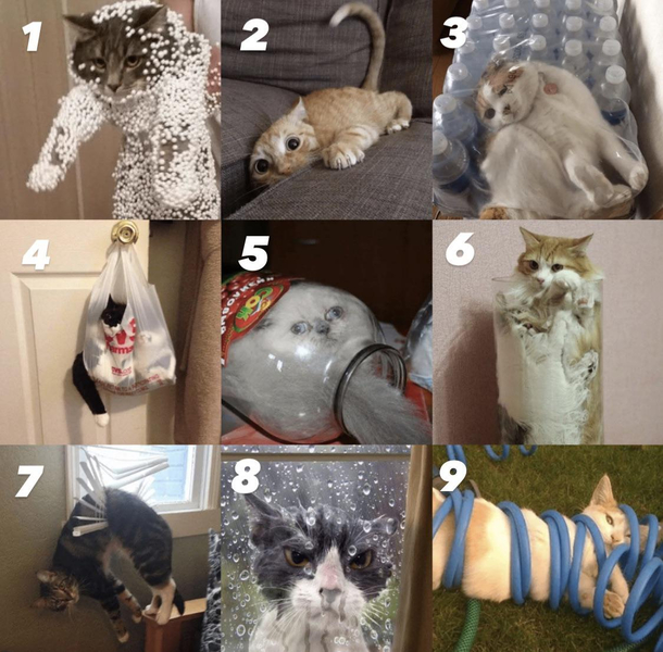 Which awkward cat are you today