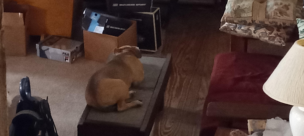 Which is more comfy Couch or stone coffee table My Dog