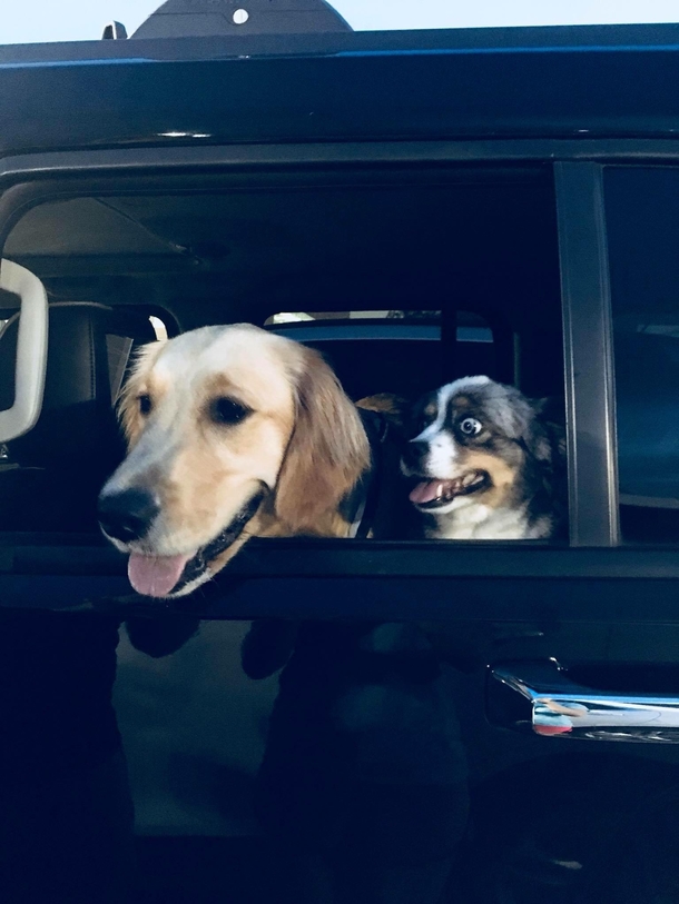 Which one knows they are at the vet