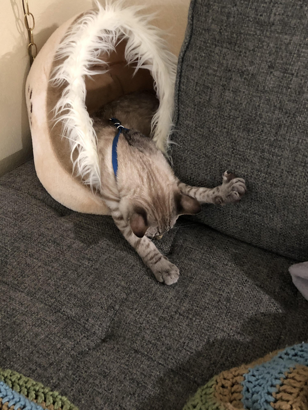 While were on the topic of sleeping cats