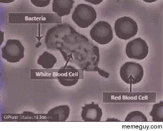 White blood cell chasing bacteria