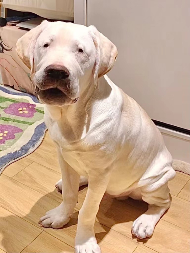Who can not like such a funny dog
