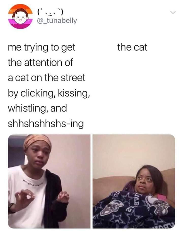 Who doesnt love cats