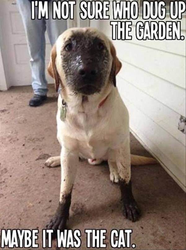 Who Dug up the garden