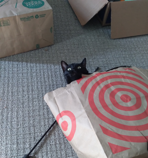 Who let the cat out of the bag