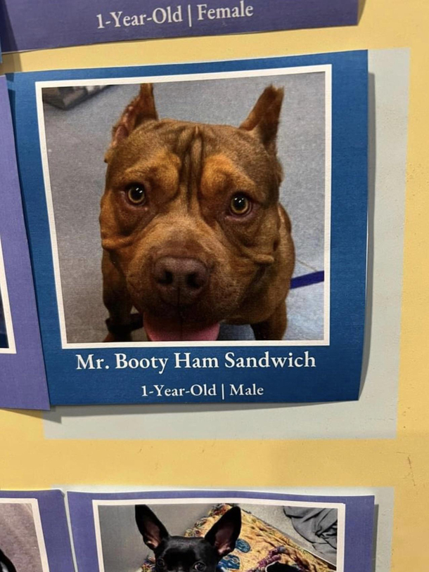 Who names their dog this