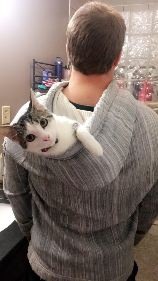who needs a fancy cat backpack when you can just use your hoodie