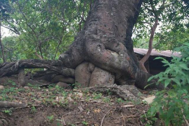 Who wants to have a tree-some
