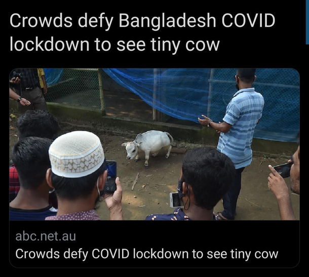 Who wouldnt Its a tiny cow