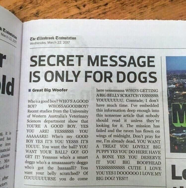 Whos a good boii You are