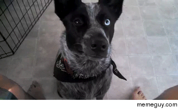 Whos a good boy
