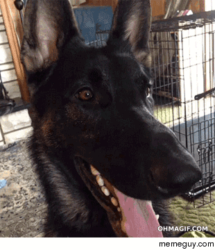 Whos a good boy