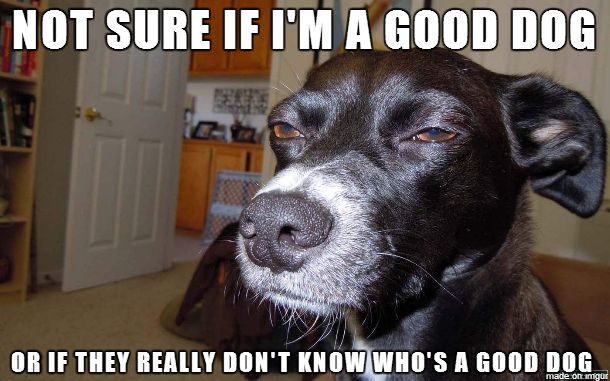 whos-a-good-dog-whos-a-good-dog-41848.pn
