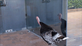 Whos this turkey