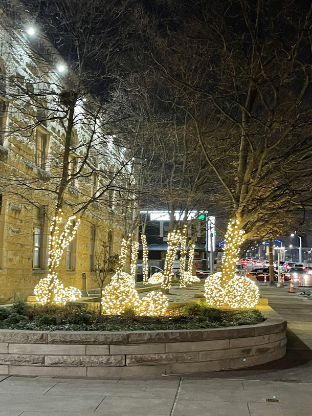 why are there dick trees in st louis
