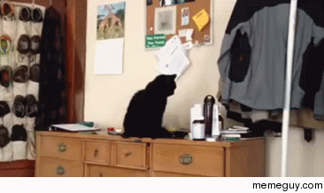 Why Because Im a cat