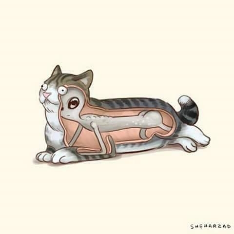 Why cats are so weird